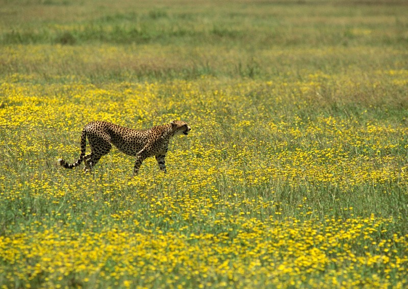 Cheetah; DISPLAY FULL IMAGE.