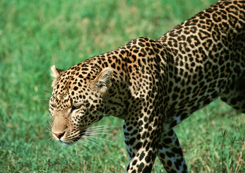 Leopard; DISPLAY FULL IMAGE.