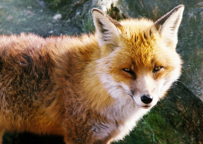 Red Fox; DISPLAY FULL IMAGE.