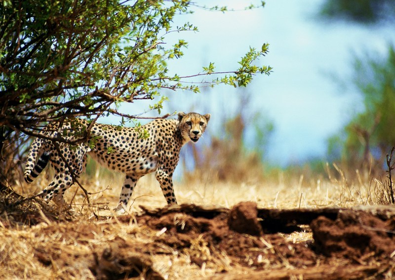 Cheetah; DISPLAY FULL IMAGE.