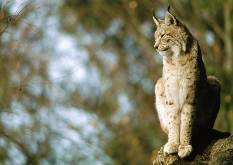 Lynx; DISPLAY FULL IMAGE.
