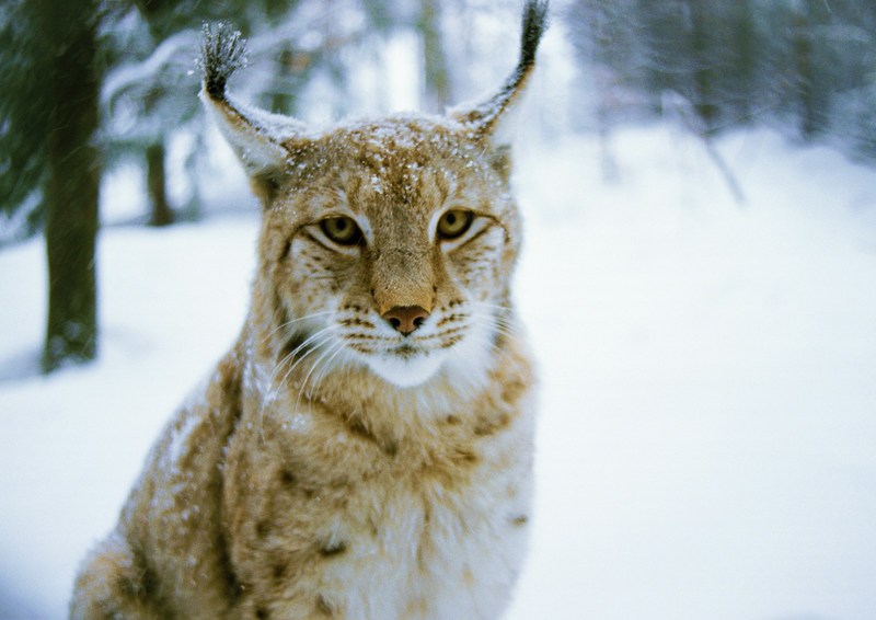Lynx; DISPLAY FULL IMAGE.