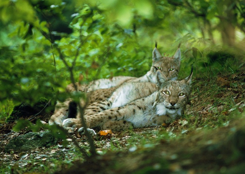 Lynxes; DISPLAY FULL IMAGE.