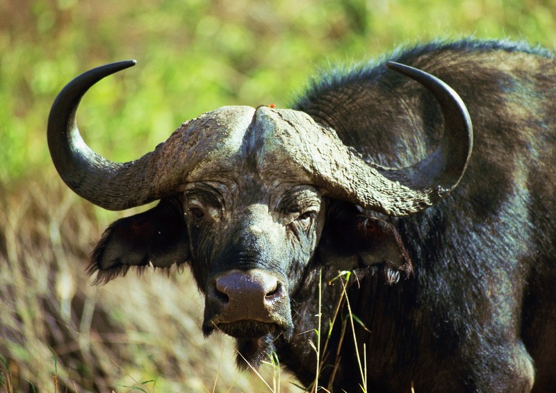 African Buffalo; DISPLAY FULL IMAGE.