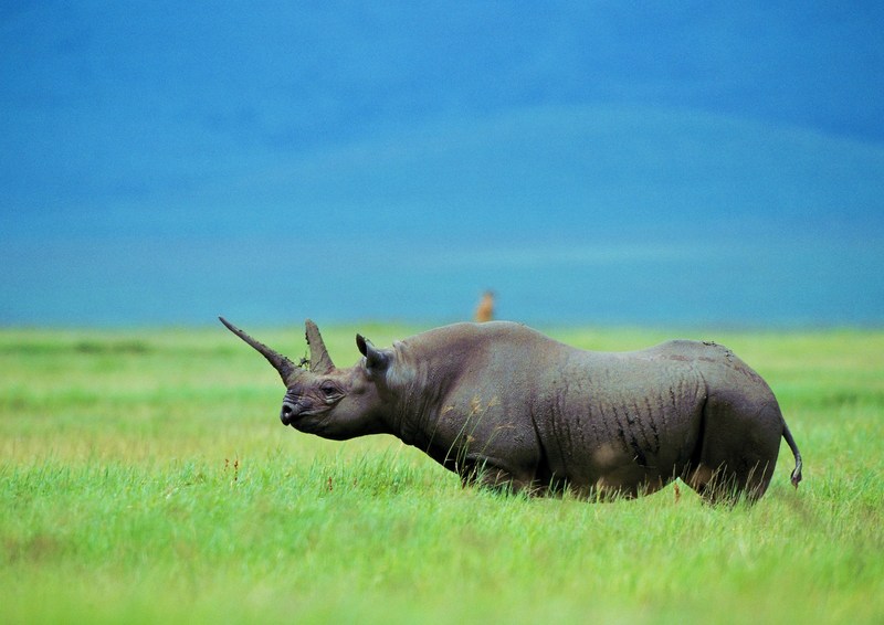 Black Rhinoceros = hook-lipped rhinoceros (Diceros bicornis); DISPLAY FULL IMAGE.