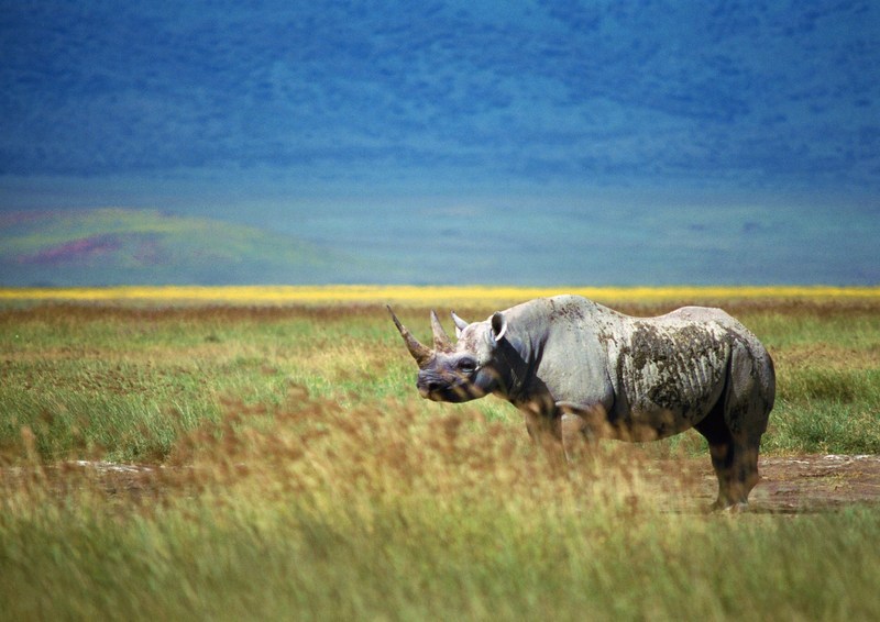 White Rhinoceros; DISPLAY FULL IMAGE.