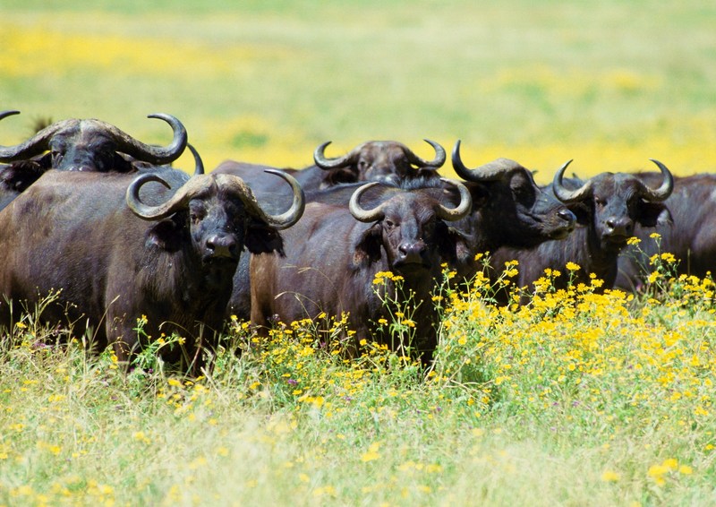 African Buffalos; DISPLAY FULL IMAGE.