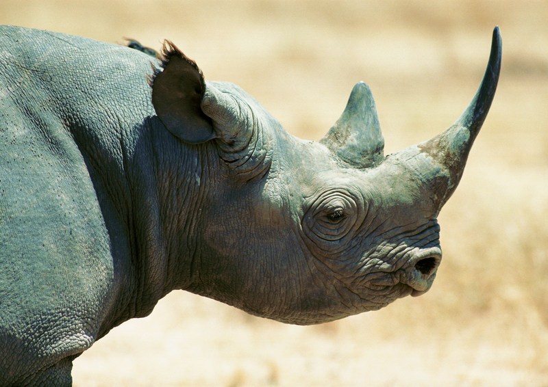 Rhino; DISPLAY FULL IMAGE.
