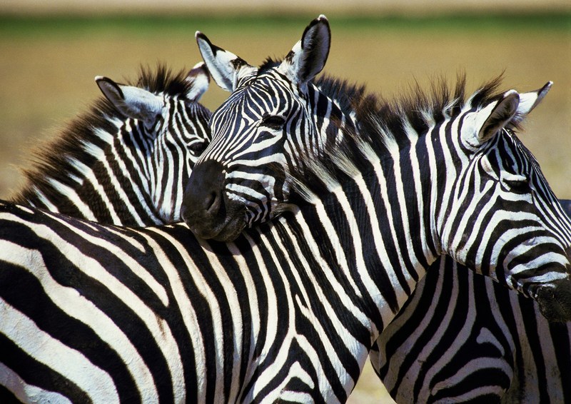 Zebras; DISPLAY FULL IMAGE.