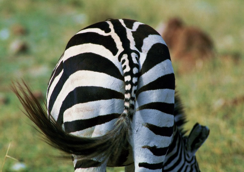 Zebra; DISPLAY FULL IMAGE.