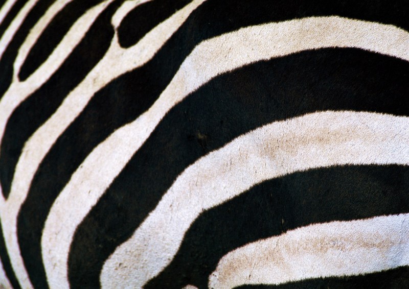 Zebra; DISPLAY FULL IMAGE.