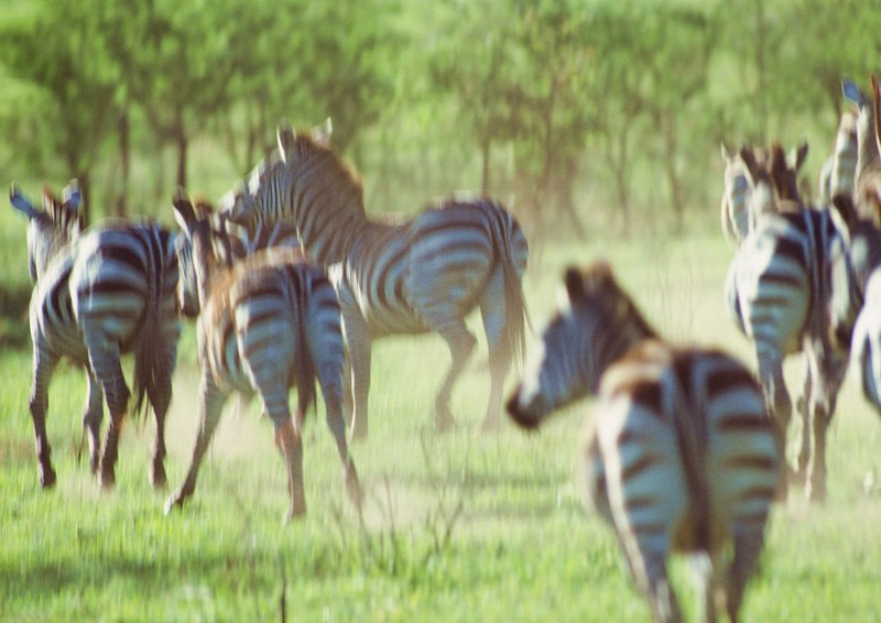 Zebras; DISPLAY FULL IMAGE.