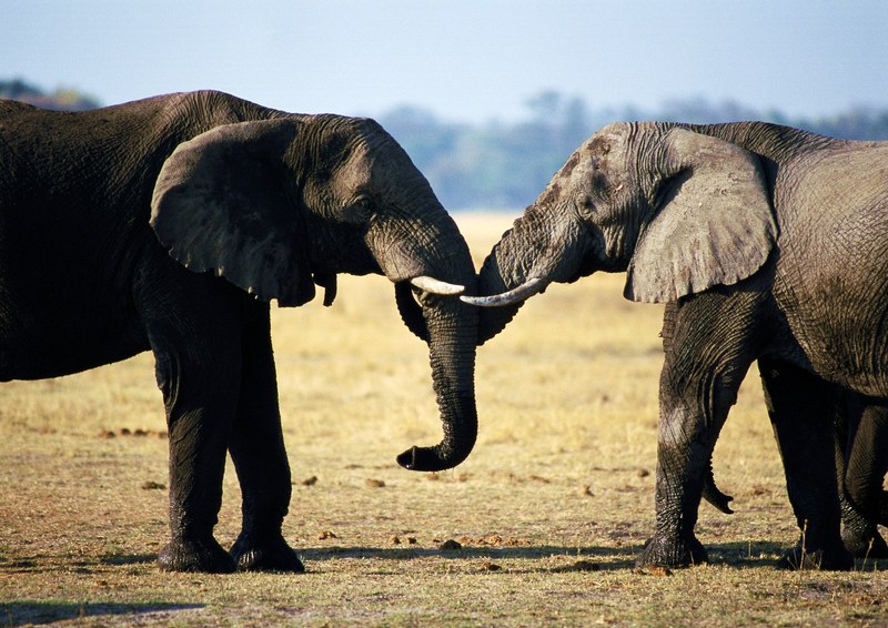 African Elephants; DISPLAY FULL IMAGE.