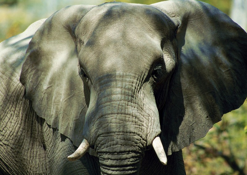 African Elephants; DISPLAY FULL IMAGE.