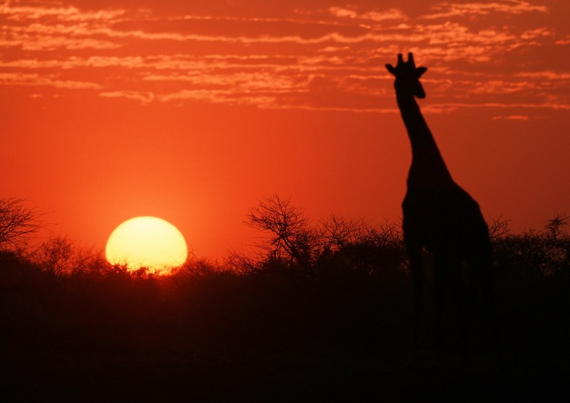 Giraffe (Giraffa camelopardalis); DISPLAY FULL IMAGE.