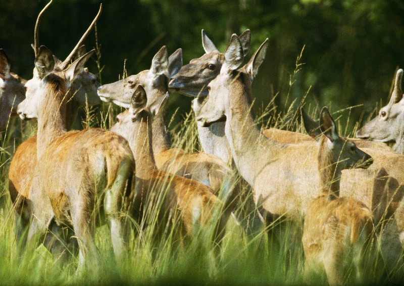 Deer; DISPLAY FULL IMAGE.