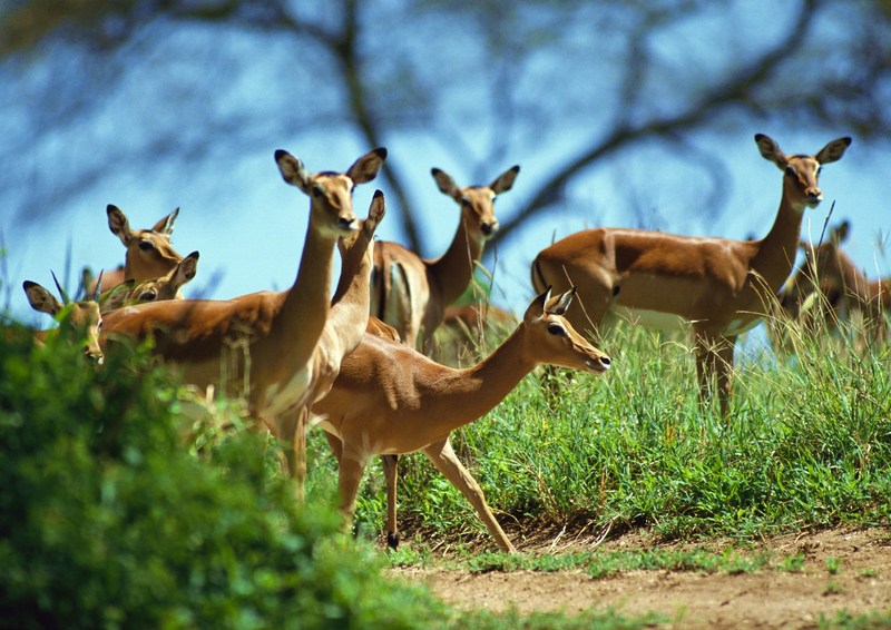 Antelopes; DISPLAY FULL IMAGE.