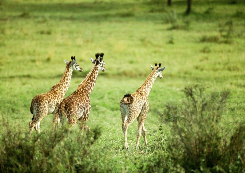 Giraffes; DISPLAY FULL IMAGE.