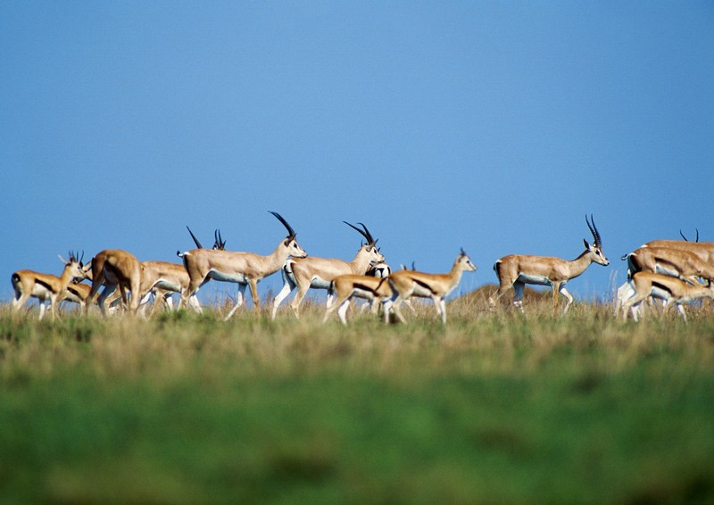 Gazelles; DISPLAY FULL IMAGE.
