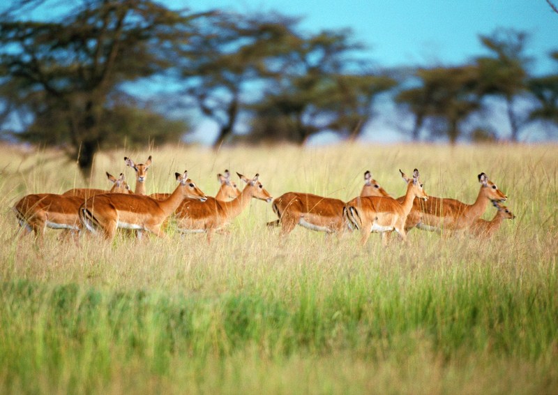 Gazelles; DISPLAY FULL IMAGE.