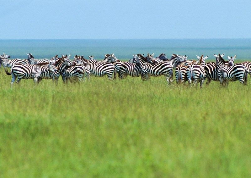 Zebras; DISPLAY FULL IMAGE.