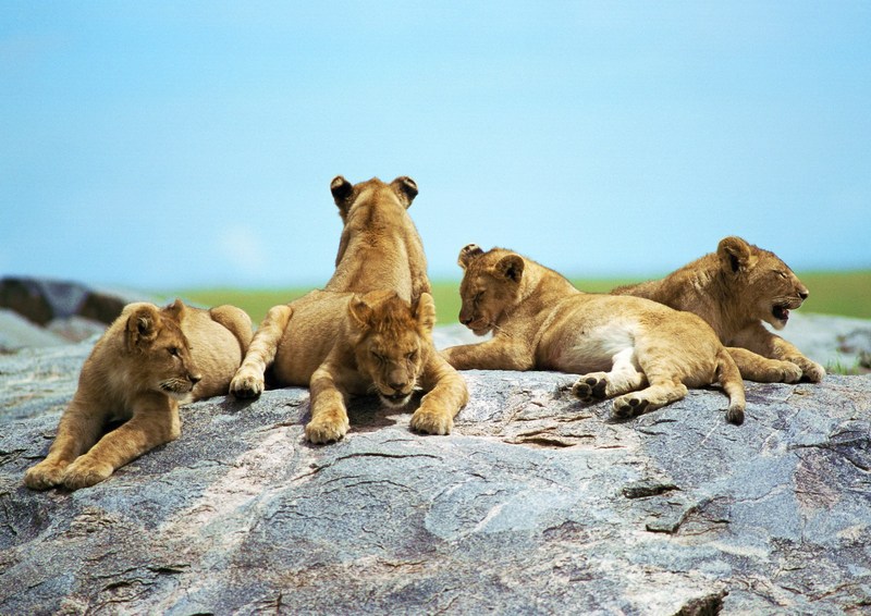 Lions; DISPLAY FULL IMAGE.