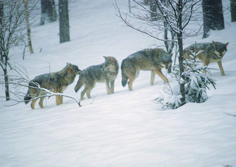 Grey Wolves; DISPLAY FULL IMAGE.