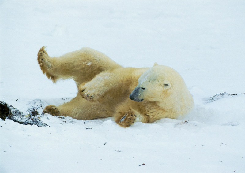 Polar Bear; DISPLAY FULL IMAGE.