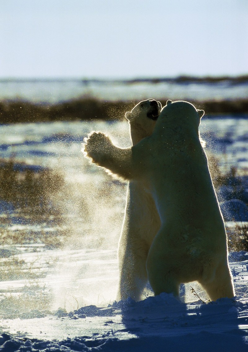 Polar Bears; DISPLAY FULL IMAGE.
