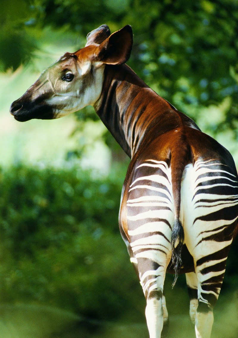 Okapi; DISPLAY FULL IMAGE.