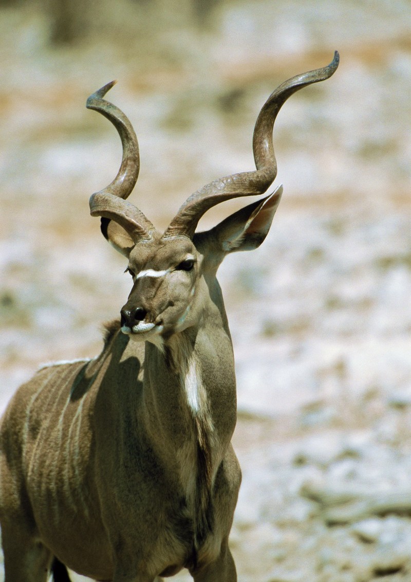 Kudu; DISPLAY FULL IMAGE.