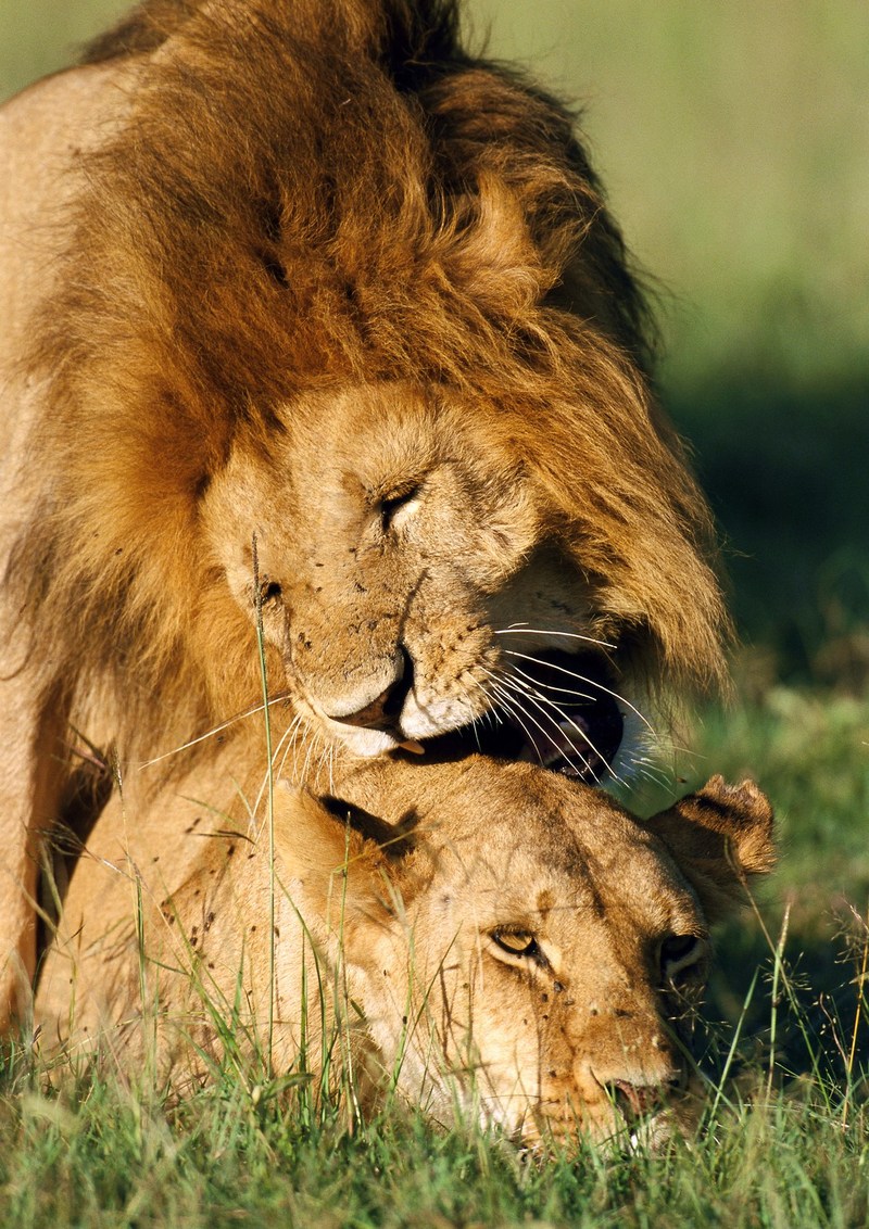 Lions mating; DISPLAY FULL IMAGE.