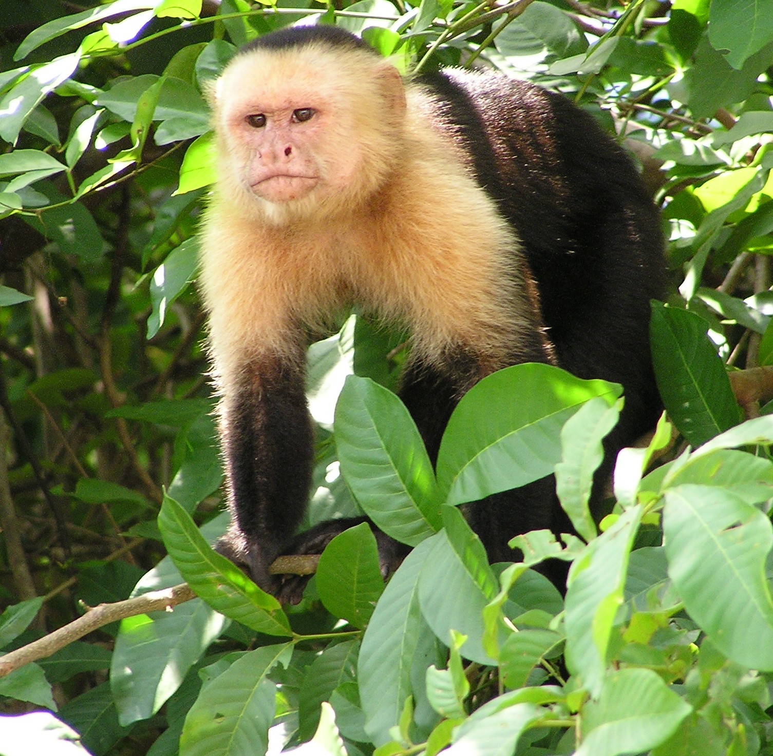White-headed Capuchin (Cebus capucinus) - Wiki; Image ONLY