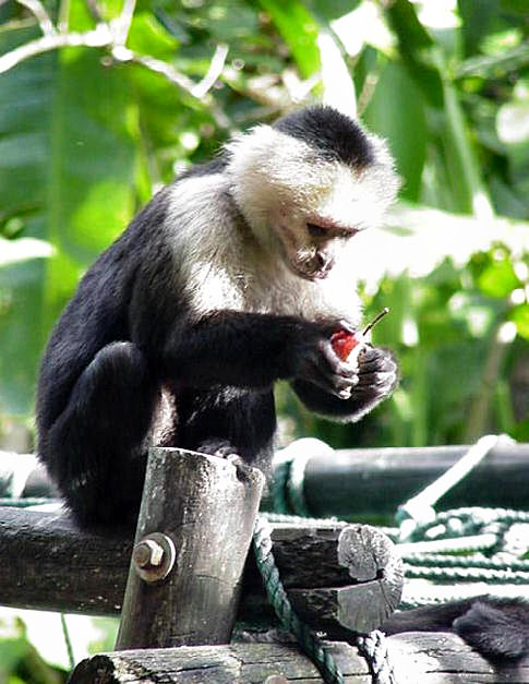 White-headed Capuchin (Cebus capucinus) - Wiki; Image ONLY