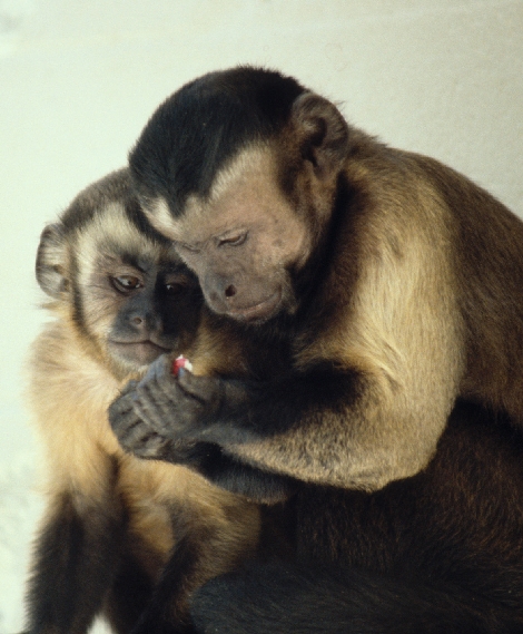 Tufted Capuchin (Cebus apella) - Wiki; Image ONLY