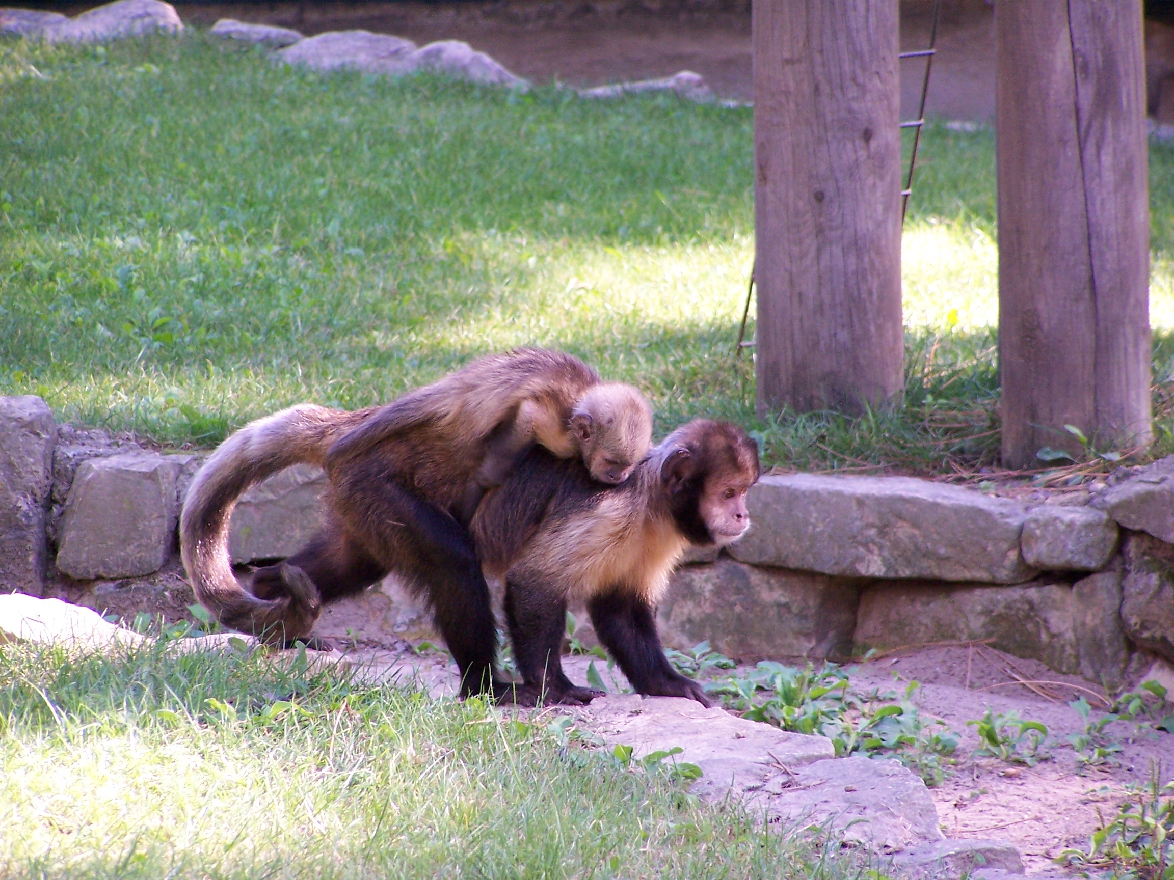Tufted Capuchin (Cebus apella) - Wiki(fr); Image ONLY