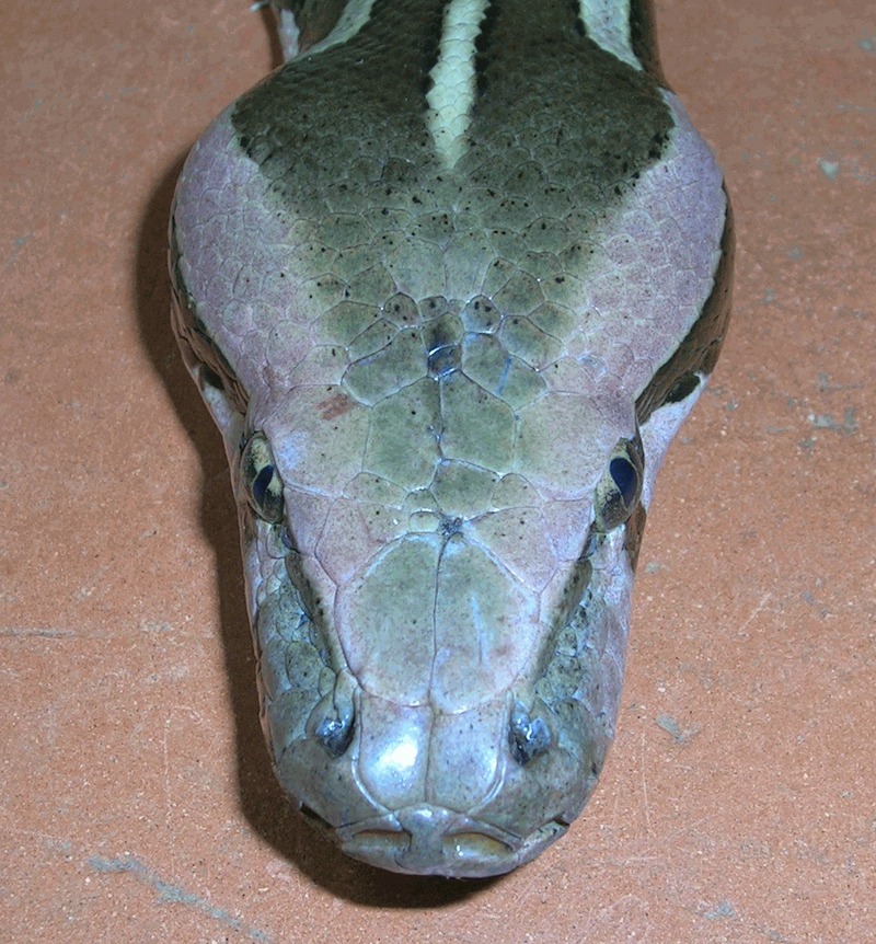 Indian Rock Python (Python molurus molurus) - Wiki; DISPLAY FULL IMAGE.
