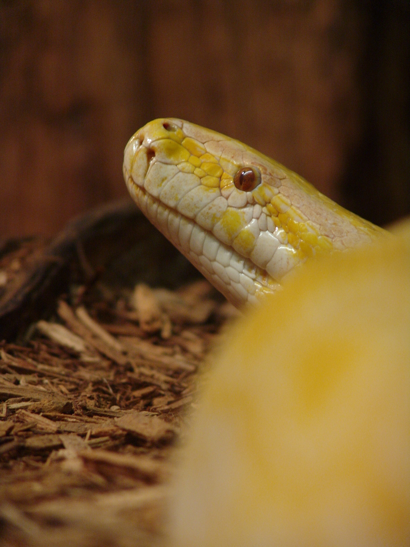 Burmese Python (Python molurus bivittatus) - Albino; DISPLAY FULL IMAGE.
