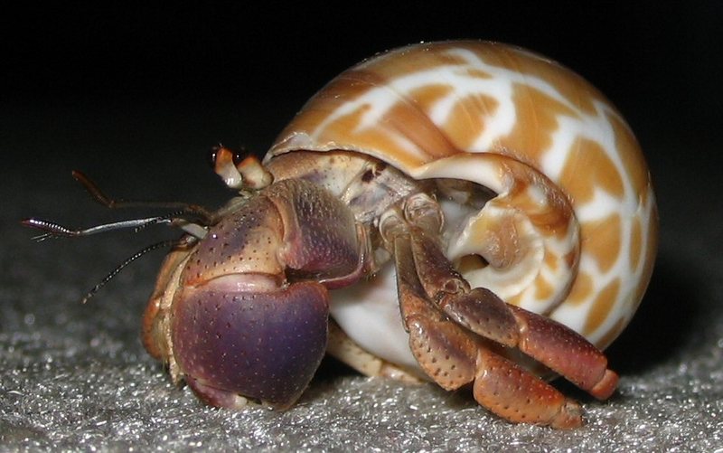 Caribbean Hermit Crab (Coenobita clypeatus) - Wiki; DISPLAY FULL IMAGE.