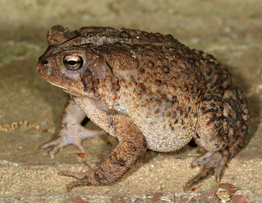 American Toad Bufo Americanus Wiki Image ONLY