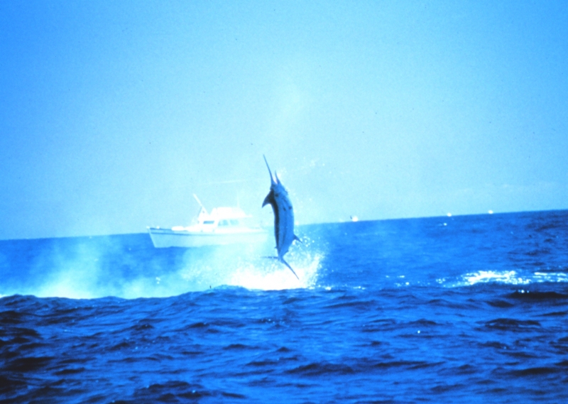 Indo-Pacific Blue Marlin (Makaira mazara) {!--녹새치-->; DISPLAY FULL IMAGE.