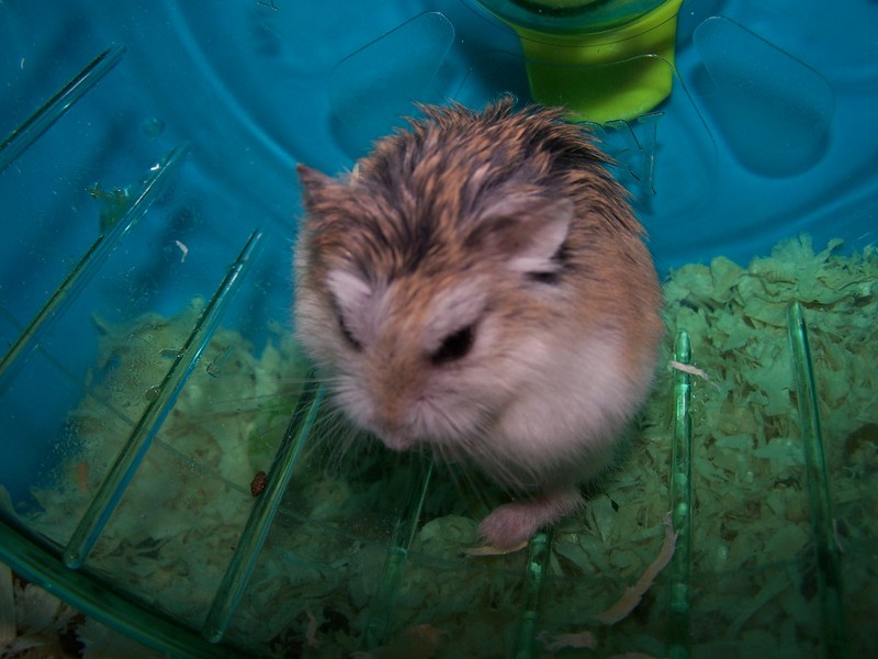 Roborovski Hamster (Phodopus roborovski) - Wiki; DISPLAY FULL IMAGE.