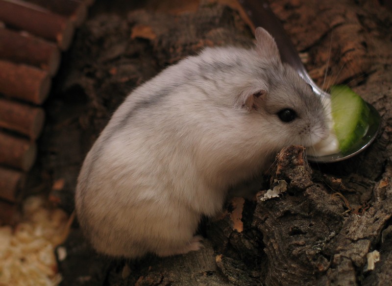 Winter White Russian Dwarf Hamster (Phodopus sungorus) - Wiki; DISPLAY FULL IMAGE.