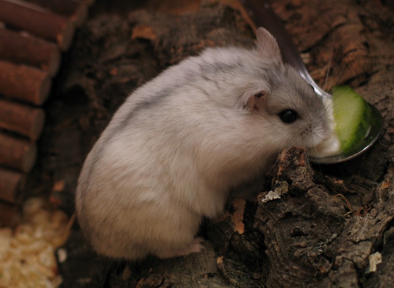 Winter white dwarf hamster - Wikipedia