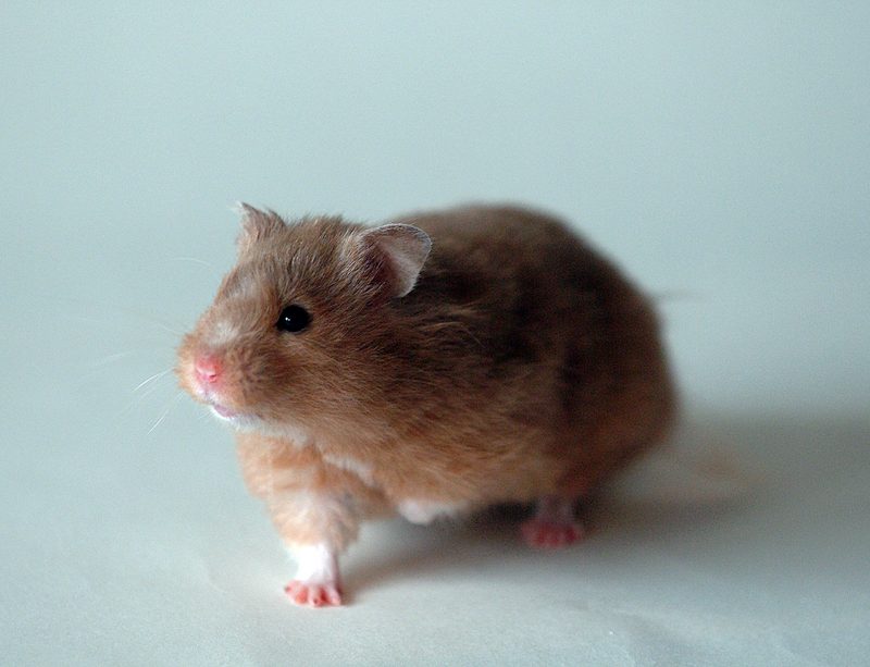 Golden Hamster (Mesocricetus auratus) - Wiki; DISPLAY FULL IMAGE.