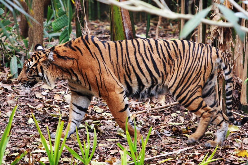 수마트라호랑이 [Sumatran Tiger]; DISPLAY FULL IMAGE.