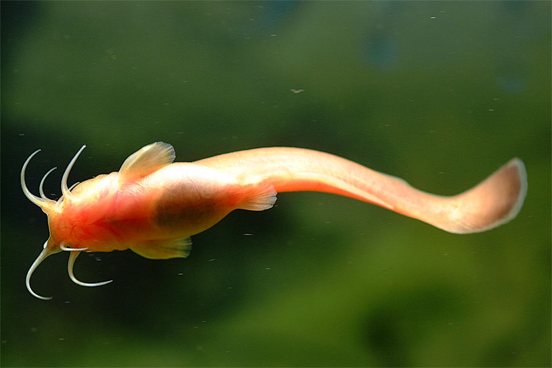 퉁가리 Liobagrus andersoni (Korean torrent catfish); Image ONLY