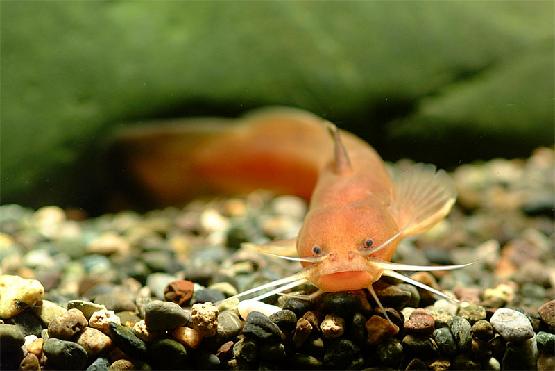 퉁가리 Liobagrus andersoni (Korean torrent catfish); Image ONLY