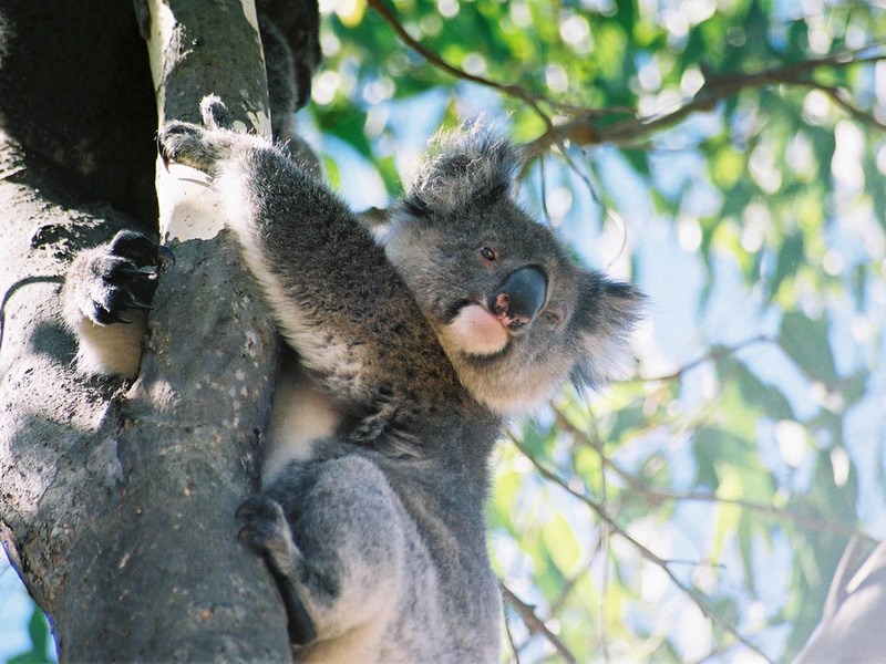 Koala (Phascolarctos cinereus) - Wiki; DISPLAY FULL IMAGE.