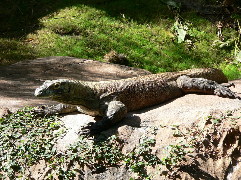 Komodo Dragon (Varanus komodoensis) - Wiki; DISPLAY FULL IMAGE.